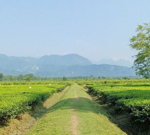 Beautiful Dooars Tour