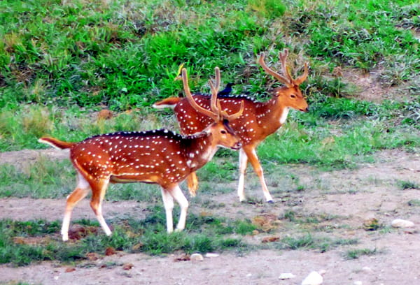 Gorumara National Park Gorumara National Park
