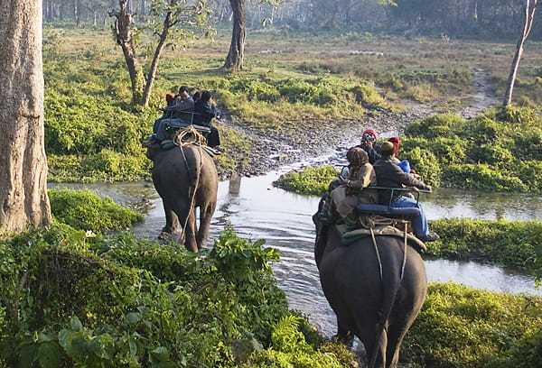 Jaldapara Wildlife Sanctuary Jaldapara Wildlife Sanctuary