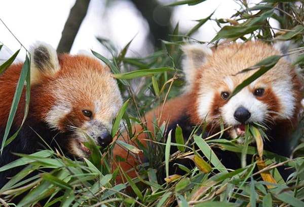 Padmaja Naidu Zoological Park Padmaja Naidu Zoological Park